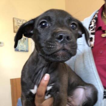 Krispy -  Labrador Retriever and Mixed Breed Dog for Adoption in Mooresville, North Carolina - Krispy | PetCurious