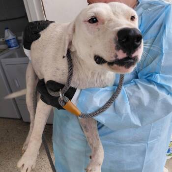 Pearl 8747 -  Labrador Retriever and Mixed Breed Dog for Adoption in Loxahatchee Groves, Florida - Pearl 8747 | PetCurious