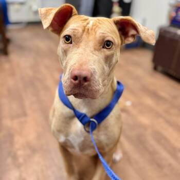 Rescue Mixed Breed Dogs for Adoption in Milton, Florida - Ashley | PetCurious