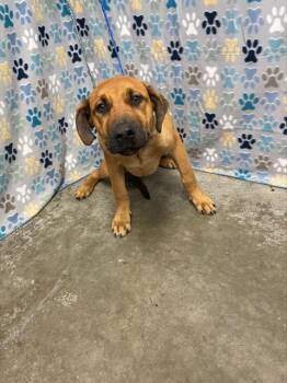 Labrador Retriever and German Shepherd Dog Dogs Available for Adoption in Rosenberg, Texas - CARAMEL | PetCurious
