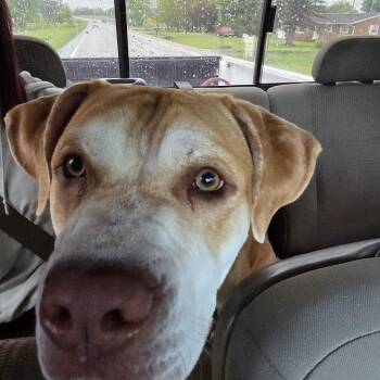 Papa -  Mastiff Dog Available for Adoption in Muncie, Indiana - Papa | PetCurious