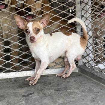 Angel -  Chihuahua Dog for Adoption in Edinburg, Texas - Angel | PetCurious