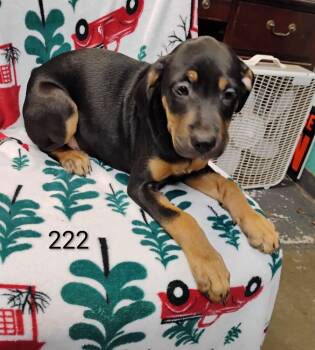 Cider #222 -  Labrador Retriever and Hound Dog for Adoption in New Lexington, Ohio - Cider #222 | PetCurious