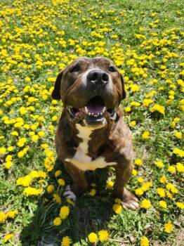 Manu -  Boxer and Dachshund Dog Available for Adoption in Grand Forks, North Dakota - Manu | PetCurious