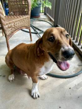 ROXIE -  Basset Hound Dog for Adoption in Fosters, Alabama - ROXIE | PetCurious