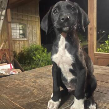 Ronaldo -  Mixed Breed Dog for Adoption in Valley, Alabama - Ronaldo | PetCurious