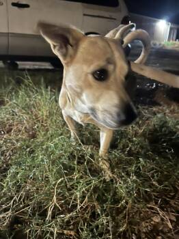 Rescue Labrador Retriever Dogs for Adoption in Marble Falls, Texas - Cisco | PetCurious