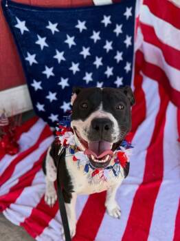 Harlen Franny Hocus Pocus Magic -  Pit Bull Terrier and Boxer Dog for Adoption in Friendswood, Texas - Harlen Franny Hocus Pocus Magic | PetCurious