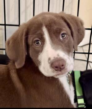 Kahlua -  Labrador Retriever Dog for Adoption in West Palm Beach, Florida - Kahlua | PetCurious