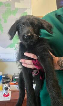 Matilda -  Terrier Dog for Adoption in Little Elm, Texas - Matilda | PetCurious