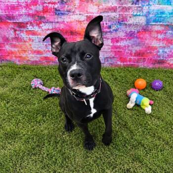 Diablo -  Pit Bull Terrier Dog for Adoption in Warren, Ohio - Diablo | PetCurious