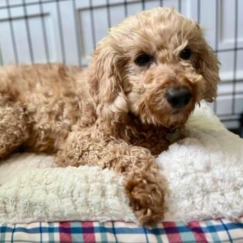 Kamco -  Goldendoodle Dog for Adoption in Zionsville, Indiana - Kamco | PetCurious