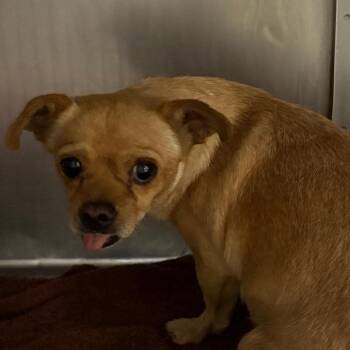 Chihuahua Dogs Available for Adoption in Yuma, Arizona - Dolores | PetCurious