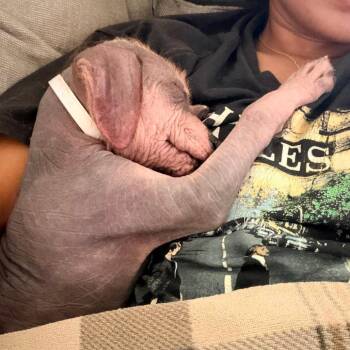 Rio -  Xoloitzcuintli Mexican Hairless and Mixed Breed Dog for Adoption in Pearland, Texas - Rio | PetCurious