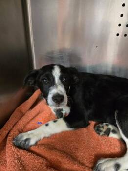 FIVE -  Australian Cattle Dog Blue Heeler Dog Available for Adoption in Rancho Cucamonga, California - FIVE | PetCurious