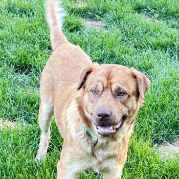 Zephyr -  Mixed Breed Dog for Adoption in Buffalo, Minnesota - Zephyr | PetCurious