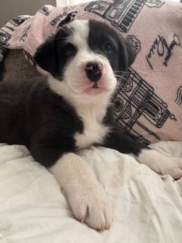 Cattle Dog and Australian Shepherd Dogs Available for Adoption - Luke Luck | PetCurious