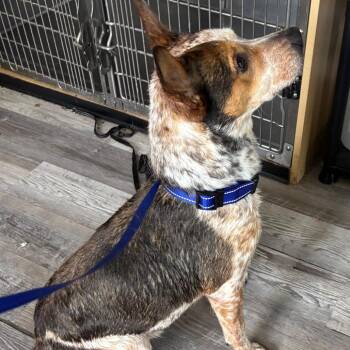 Cattle Dog Dogs Available for Adoption in New Orleans, Louisiana - Axel | PetCurious