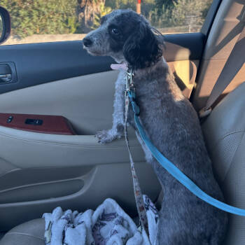 Rescue Poodle Dogs for Adoption in Ramona, California - Zuni | PetCurious
