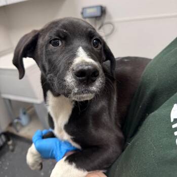 Edgar -  Mixed Breed Dog for Adoption in Columbiana, Alabama - Edgar | PetCurious
