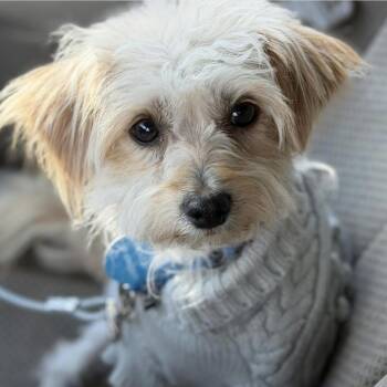 Poodle Dogs Available for Adoption in Larkfield-wikiup, California - Mercy | PetCurious