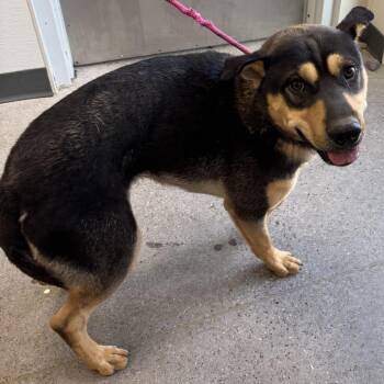 Thor -  Mixed Breed Dog for Adoption in Las Cruces, New Mexico - Thor | PetCurious