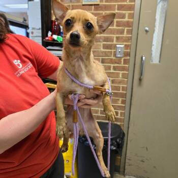 Pippa -  Chihuahua Dog for Adoption in Birmingham, Alabama - Pippa | PetCurious