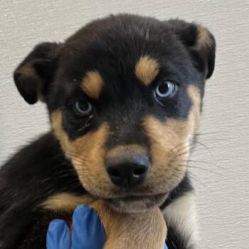 Violet -  Mixed Breed Dog for Adoption in Las Cruces, New Mexico - Violet | PetCurious