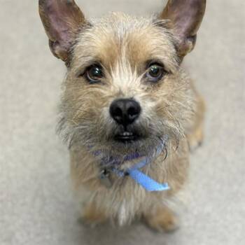 Rescue Norfolk Terrier Dogs for Adoption in Aurora, Colorado - FRANKENSTEIN | PetCurious