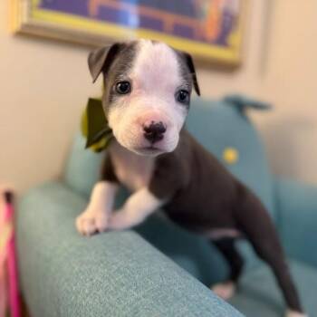 Duvalin Petite Pretty -  Pit Bull Terrier and Staffordshire Bull Terrier Dog for Adoption in Friendswood, Texas - Duvalin Petite Pretty | PetCurious