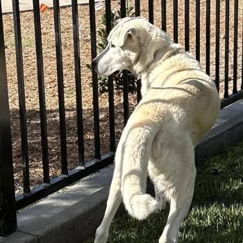 Andy - ECAS -  Anatolian Shepherd and Mixed Breed Dog for Adoption in Pleasanton, California - Andy - ECAS | PetCurious