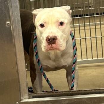 Rescue Mixed Breed and Pit Bull Terrier Dogs for Adoption in York, Pennsylvania - YORK-Stray-14120 | PetCurious