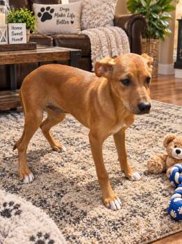 Belle -  Labrador Retriever and Hound Dog for Adoption in Wanaque, New Jersey - Belle | PetCurious