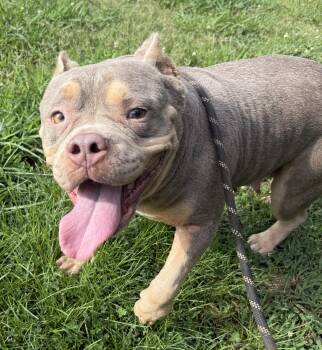 Greta -  Bulldog Dog for Adoption in Hartselle, Alabama - Greta | PetCurious