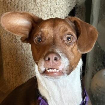 Frankie -  Doberman Pinscher and Boxer Dog for Adoption in Monticello, Minnesota - Frankie | PetCurious