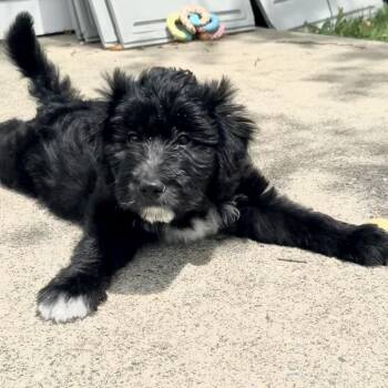 AJ -  Poodle Dog for Adoption in La Grange, Kentucky - AJ | PetCurious