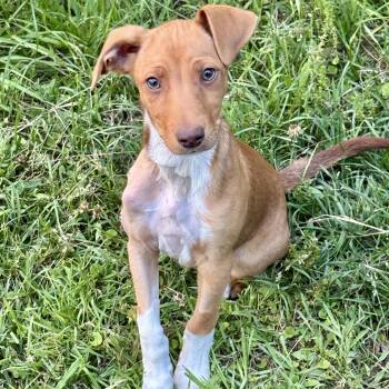 Mixed Breed Dogs Available for Adoption in Brewton, Alabama - Muffin | PetCurious