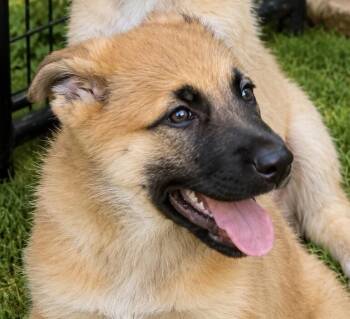 Tallis -  German Shepherd Dog Dog for Adoption in Seattle, Washington - Tallis | PetCurious