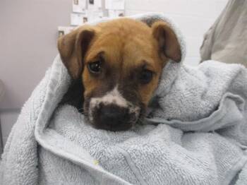 BAMBI -  American Staffordshire Terrier Dog for Adoption in Ocala, Florida - BAMBI | PetCurious