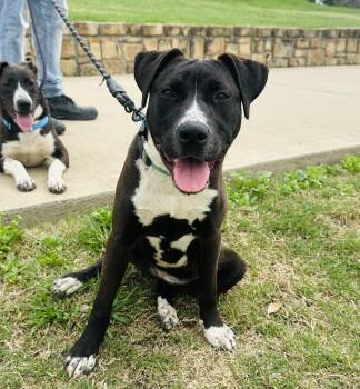 Collie and Mixed Breed Dogs Available for Adoption in Pilot Point, Texas - Betty | PetCurious
