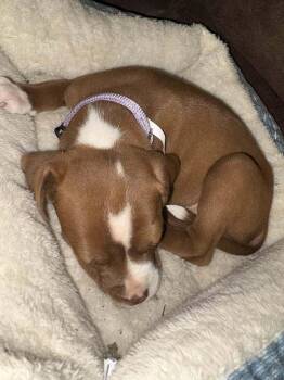 Mixed Breed Dogs Available for Adoption - Lainey | PetCurious