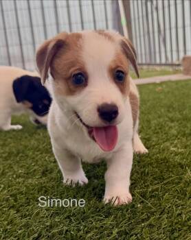 Simone -  Jack Russell Terrier and Australian Shepherd Dog for Adoption in Phoenix, Arizona - Simone | PetCurious