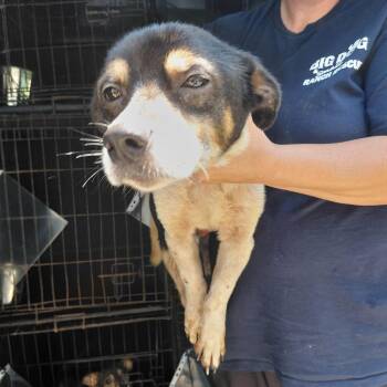Todo 7538 -  Mixed Breed Dog for Adoption in Loxahatchee Groves, Florida - Todo 7538 | PetCurious