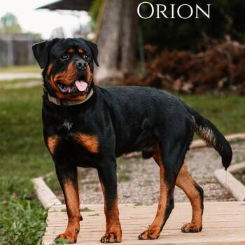 Orion -  Rottweiler Dog for Adoption in Oak Ridge, Tennessee - Orion | PetCurious