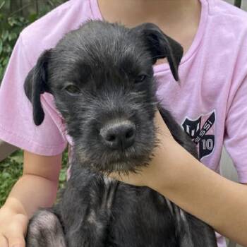 Valerie -  Wirehaired Terrier Dog for Adoption in Ottawa Hills, Ohio - Valerie | PetCurious
