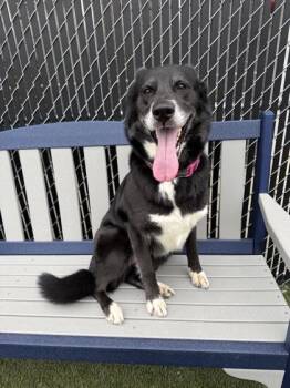 Piper -  Mixed Breed Dog for Adoption in Lafayette, Indiana - Piper | PetCurious