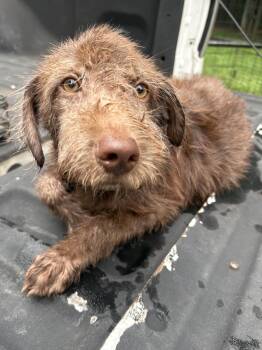 COCOA -  Goldendoodle Dog for Adoption in Fosters, Alabama - COCOA | PetCurious