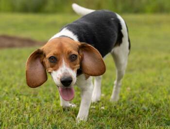 Journey -  Beagle Dog for Adoption in Stratham, New Hampshire - Journey | PetCurious