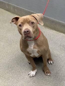 American Staffordshire Terrier Dogs Available for Adoption in Las Vegas, Nevada - CHICAGO | PetCurious