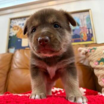 Twix Twisty Fitzgerald -  Pit Bull Terrier and Husky Dog for Adoption in Friendswood, Texas - Twix Twisty Fitzgerald | PetCurious